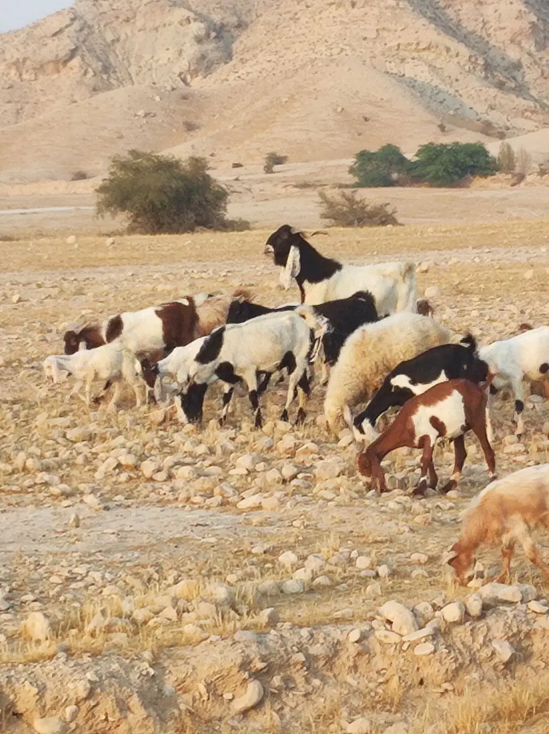 پازن پاکستانی|حیوانات مزرعه|برازجان, |دیوار