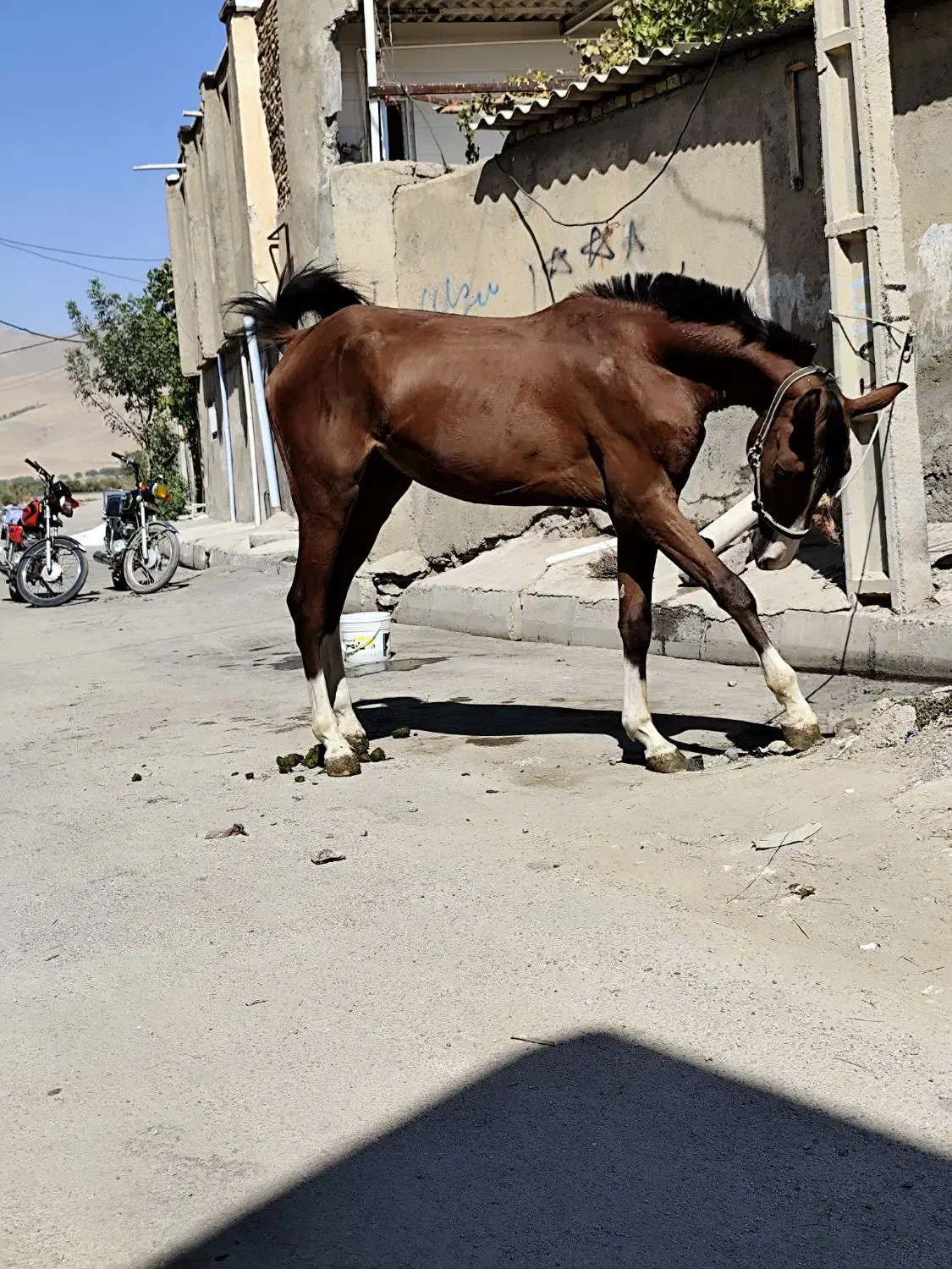 کره اسب نریون|اسب و تجهیزات اسبسواری|همدان, |دیوار