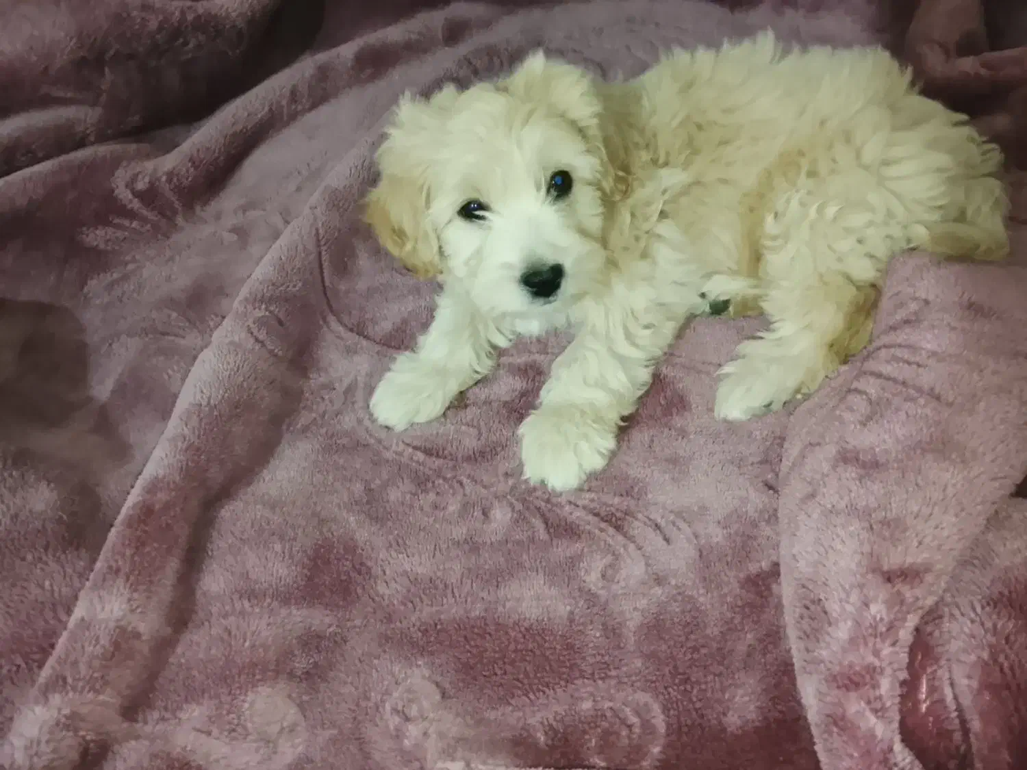 سگ پاکوتاه شیتزو 3عدد|سگ|مسجد سلیمان, |دیوار