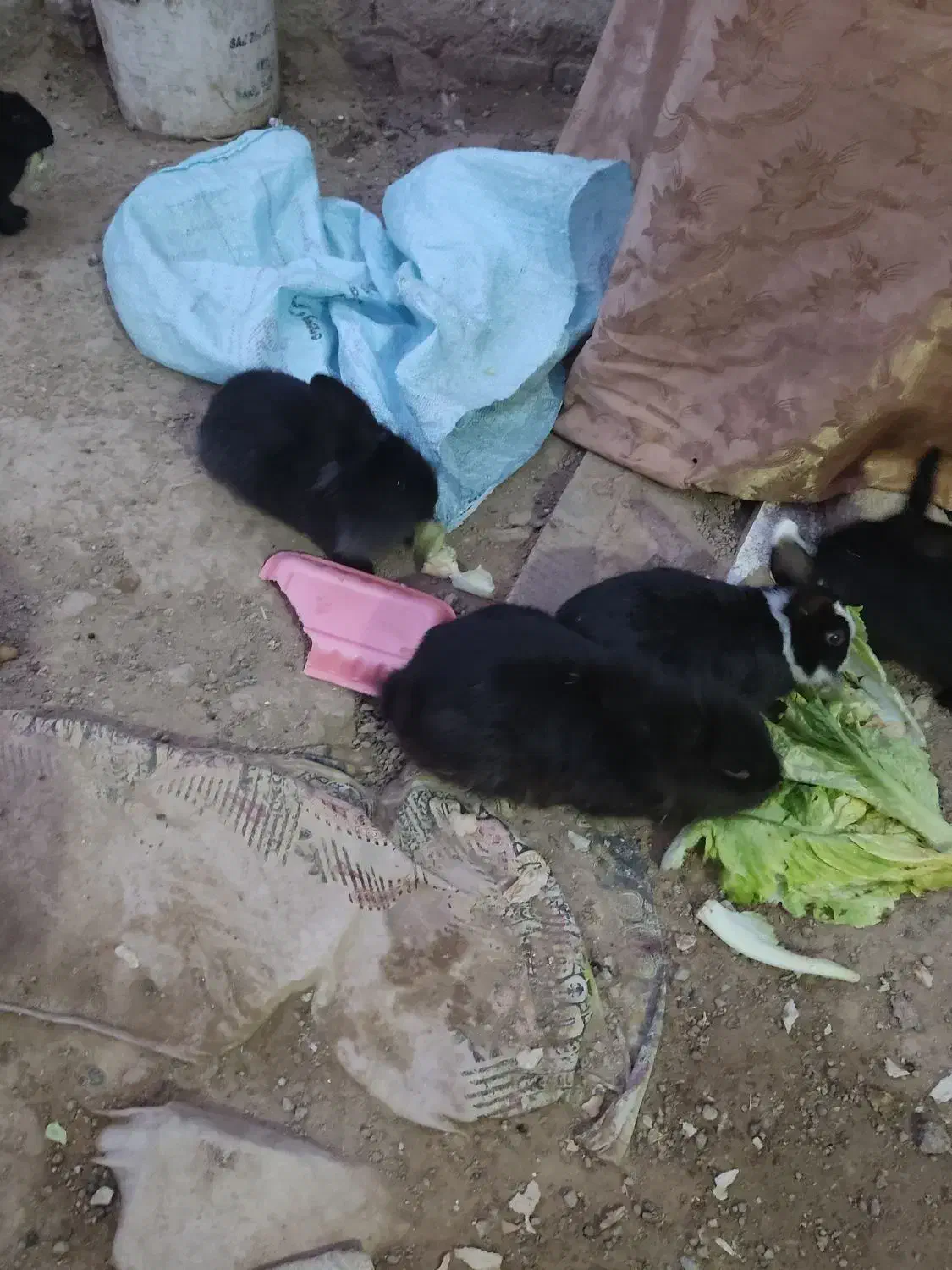 خرگوش پشمالو  لوپ اصل|موش و خرگوش|تربت‌حیدریه, حاجی یار‎|دیوار