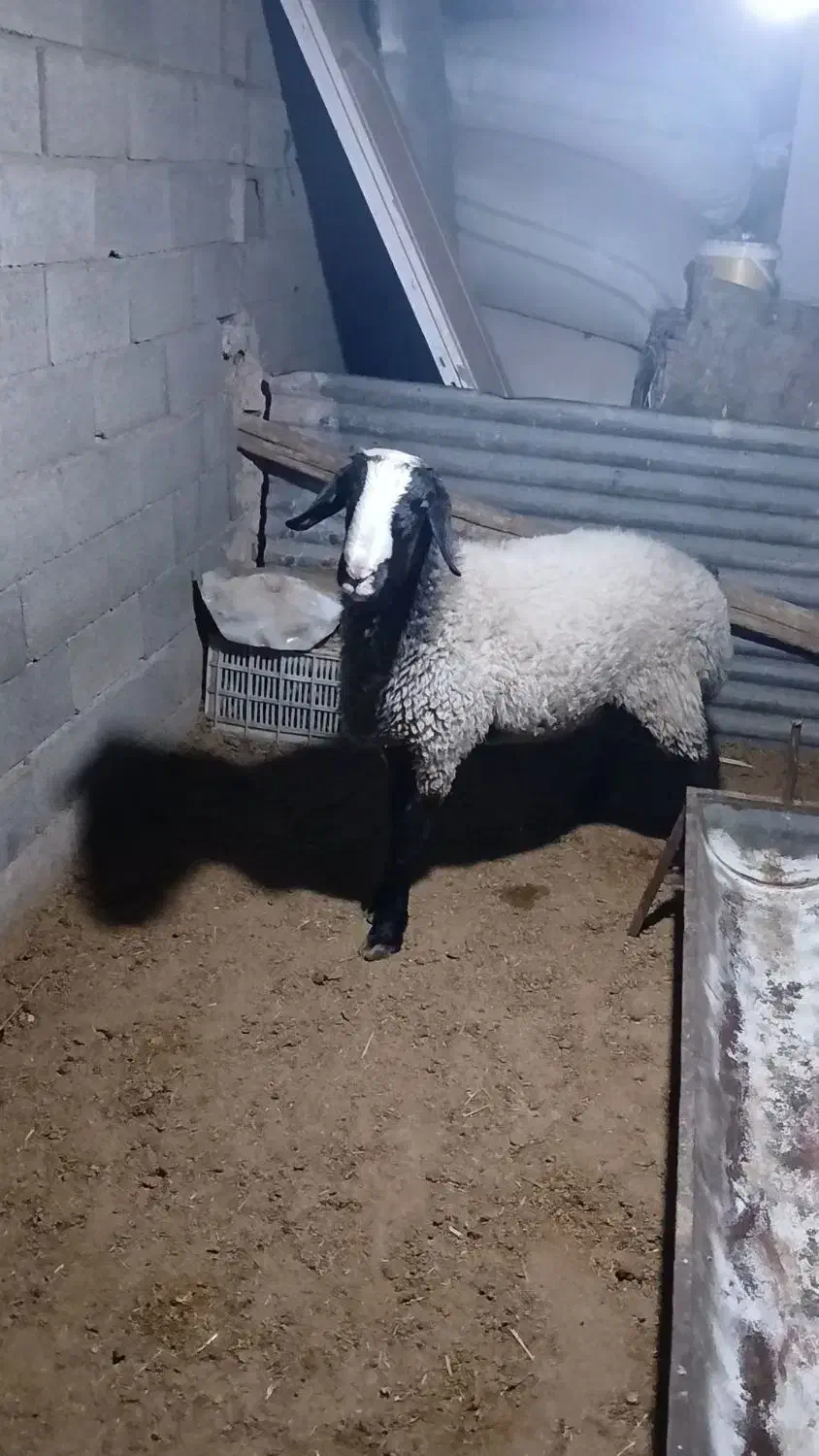 باسلام یک راس بره قوچ نر نژاد شال مست|حیوانات مزرعه|قزوین, |دیوار