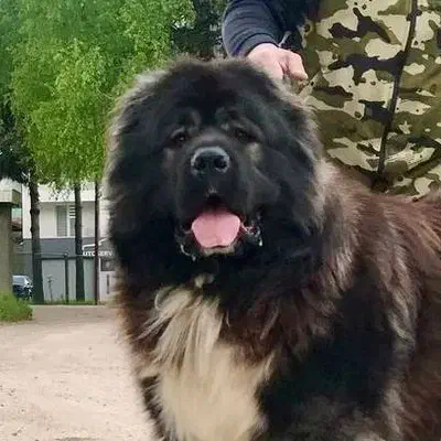 چاوچاو آلابای فروشی قفقازی درجه یک|سگ|کرج, فاز ۱ مهرشهر|دیوار