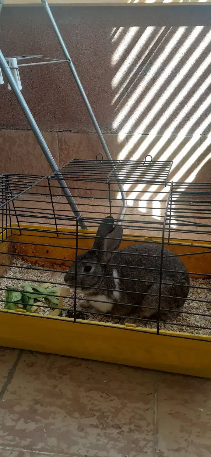 خرگوش یکساله|موش و خرگوش|کاشان, فین بزرگ|دیوار