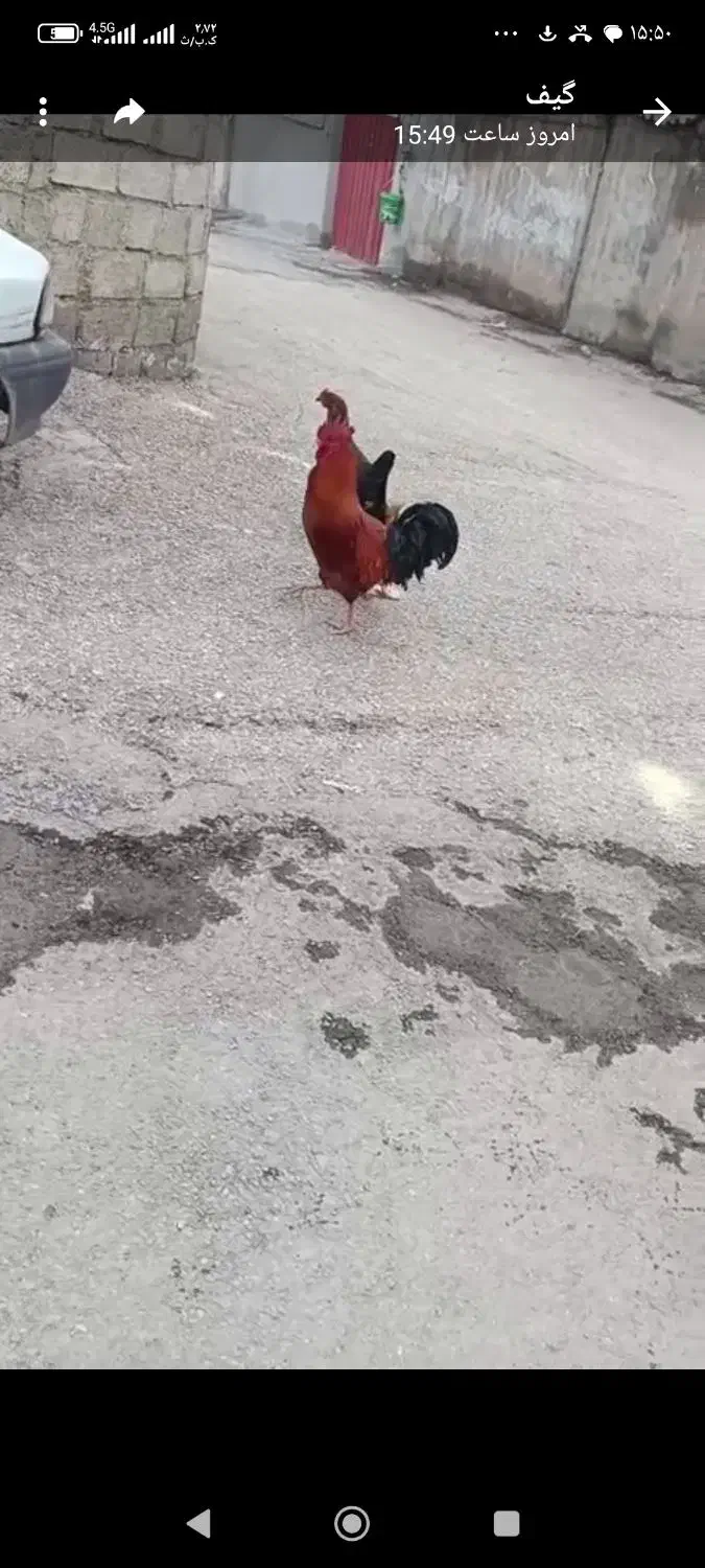 خروس و مرغ کردی محلی|حیوانات مزرعه|دیواندره, |دیوار