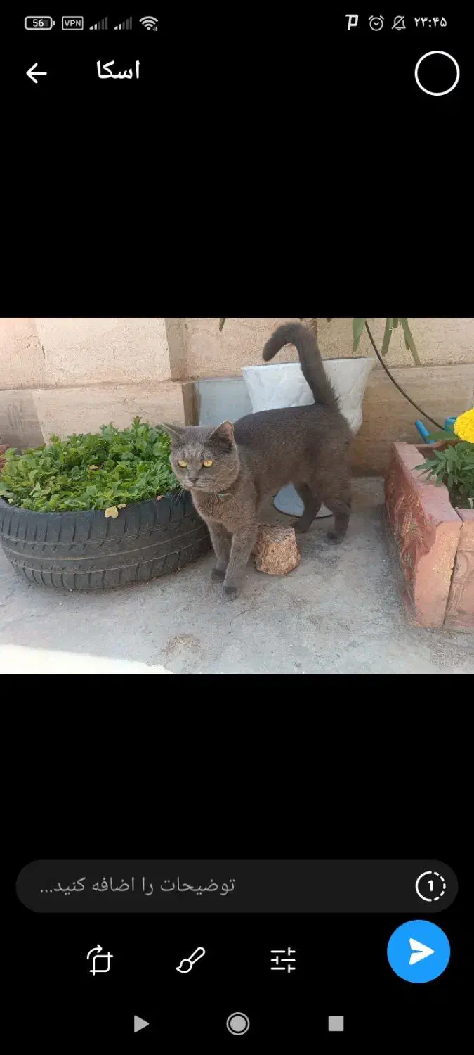 گربه گمشده|گربه|میانه, |دیوار