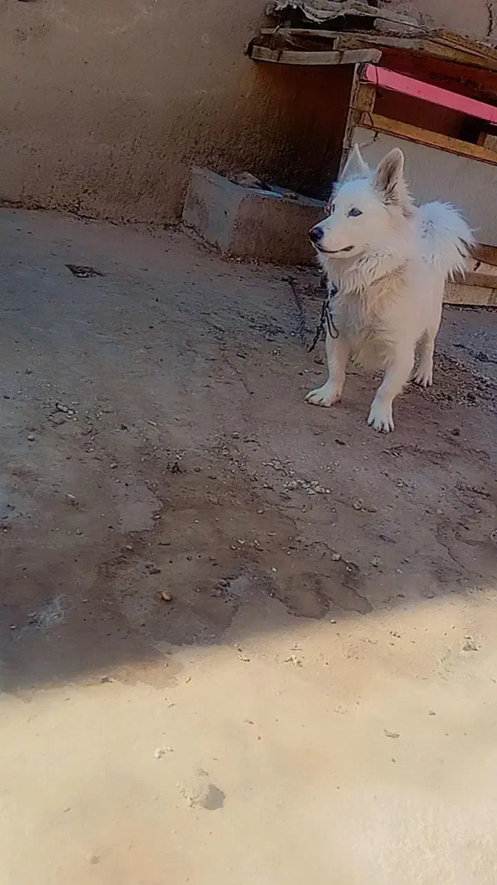 سگ دورگ پامر روباهی|سگ|قرچک, شهرک گلها|دیوار