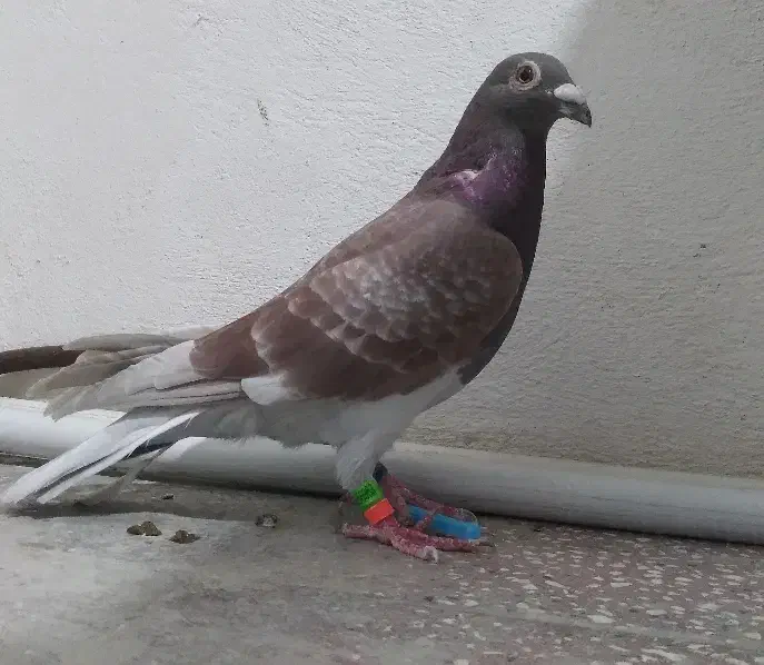 کبوتر قورگی مسابقه رفته|پرنده|مینودشت, |دیوار