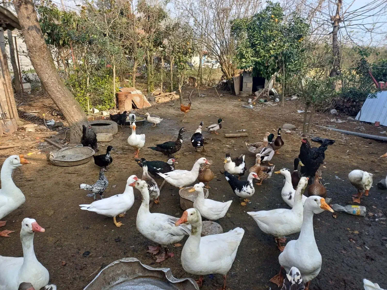 فروش غازواردک وقوغاز|حیوانات مزرعه|پیربازار, |دیوار