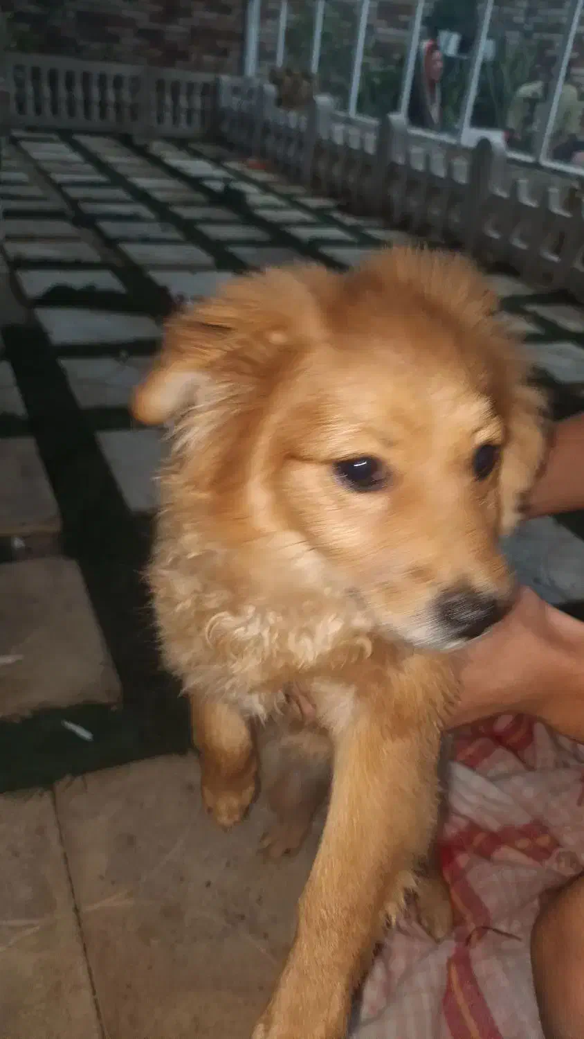 سگ پامر|سگ|مسجد سلیمان, |دیوار