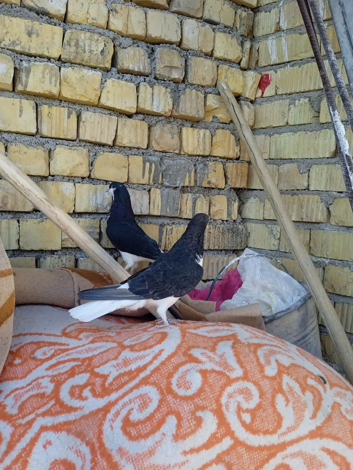 کبوتر|پرنده|فسا, |دیوار