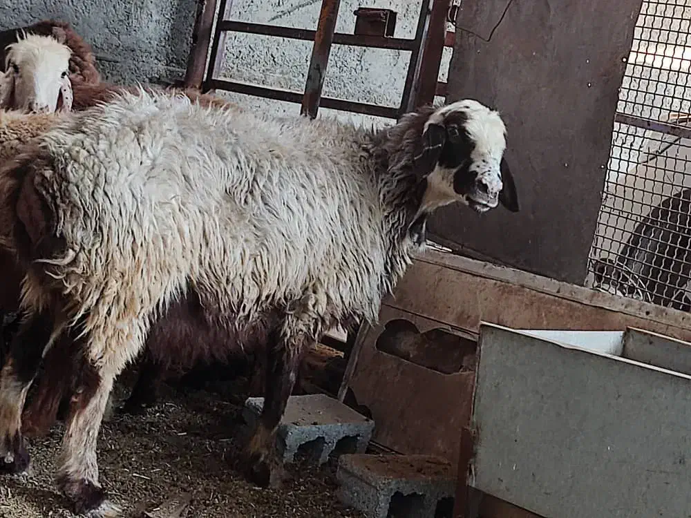 ۱۰،میش آبستن ۲دو قوچ|حیوانات مزرعه|شیراز, زرهی|دیوار