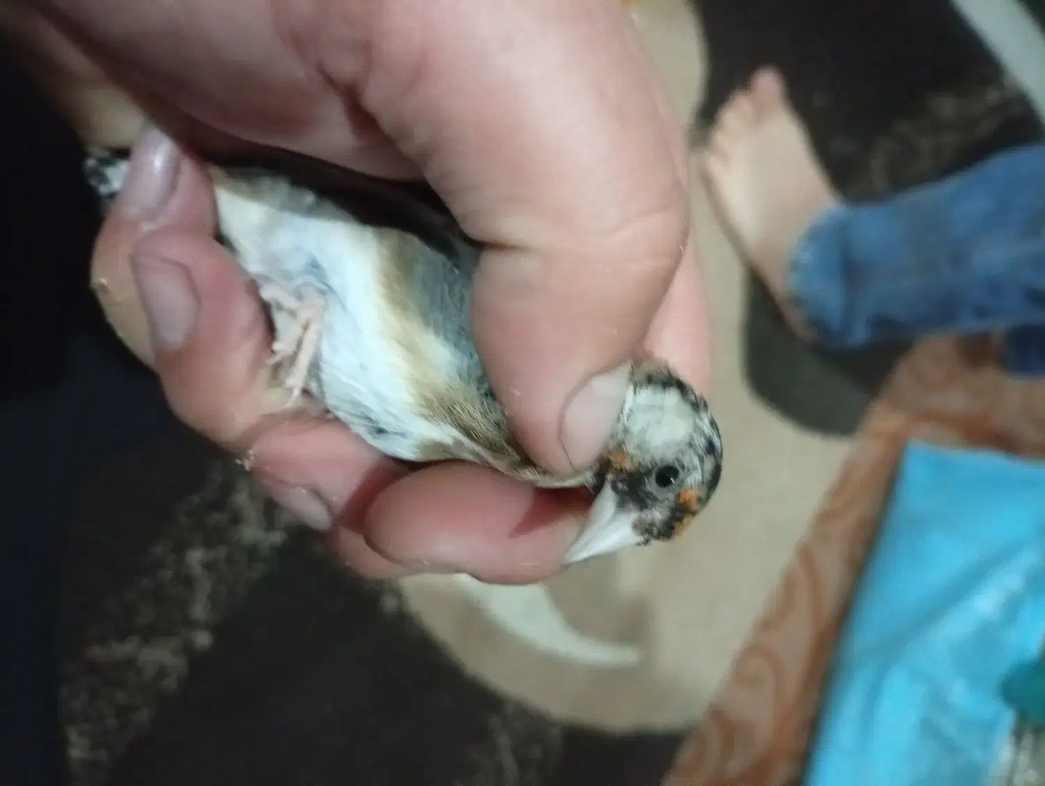 سهره نر|پرنده|پارسآباد, |دیوار