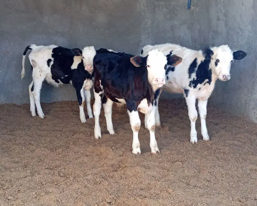 گوساله|حیوانات مزرعه|نیشابور, ریوند|دیوار