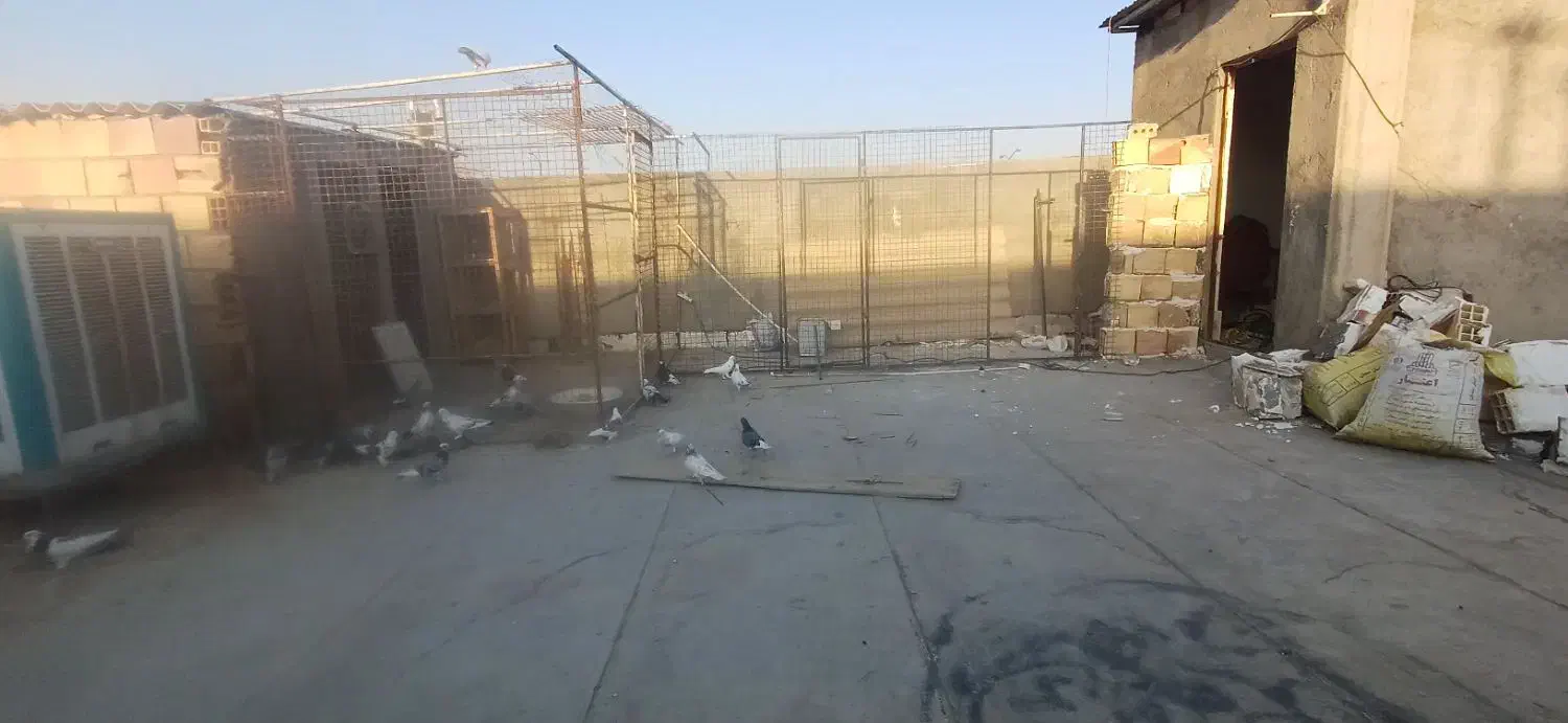 سبز دم سفید|پرنده|شاهرود, |دیوار