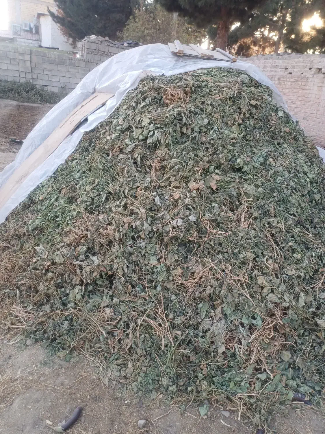 علوفه گاو وگوسفند|لوازم جانبی حیوانات|کرج, شهرک رضوانیه|دیوار