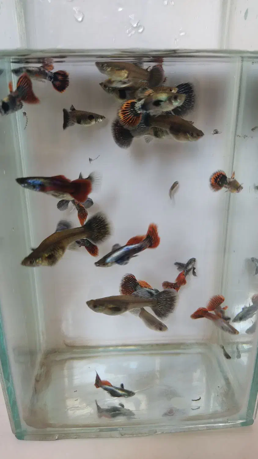 فروش ماهی گوپی|ماهی|اصفهان, شیخ اشراق|دیوار