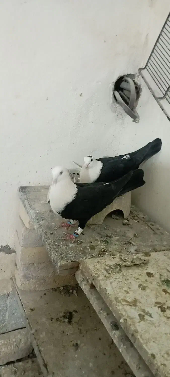 کبوتر کلاغ کله سفید طوقی کرباتی|پرنده|زاوه, |دیوار