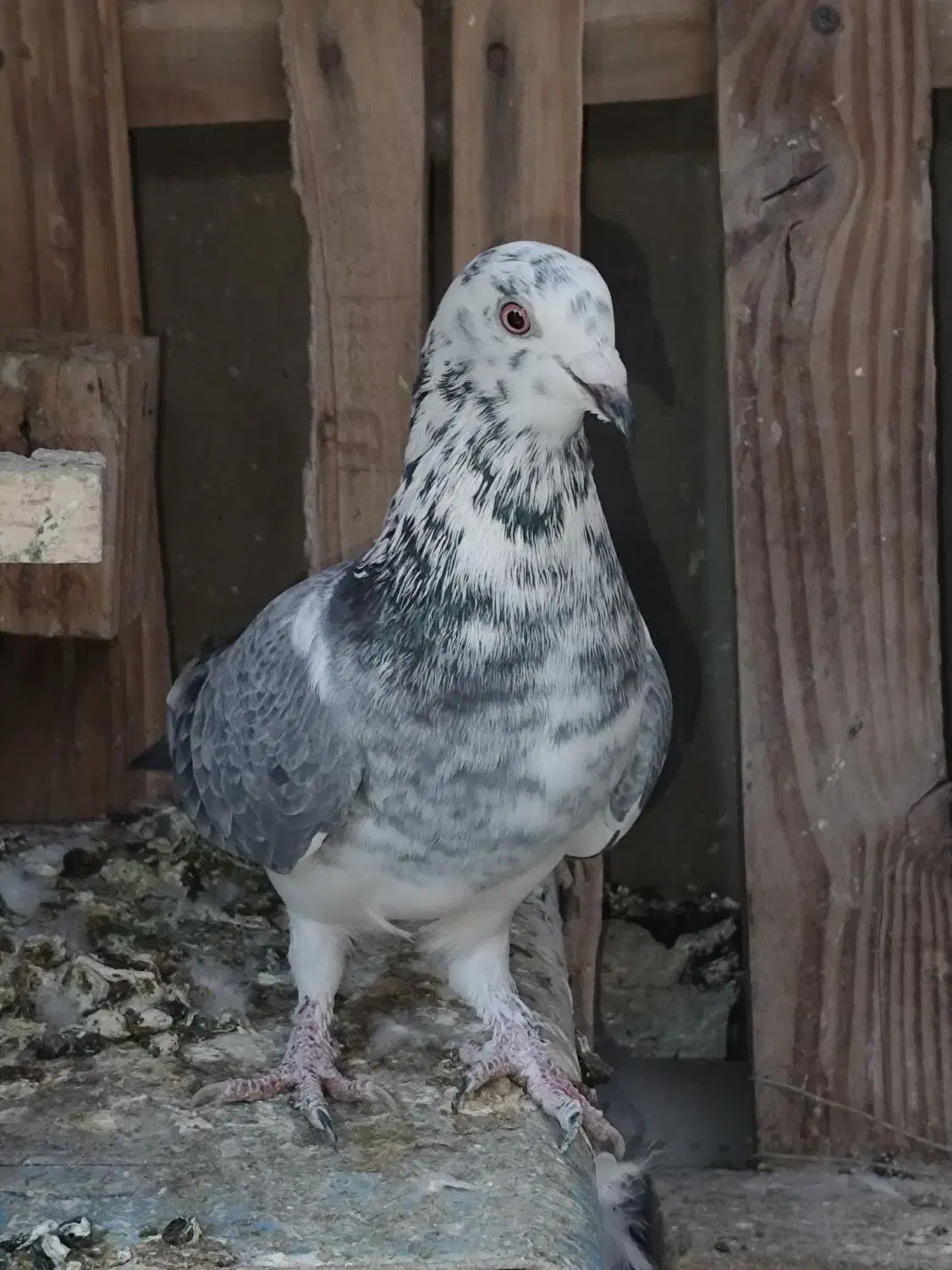 سینه کله بزک سینه سفید پاکستانی|پرنده|شیراز, کوشک میدان|دیوار