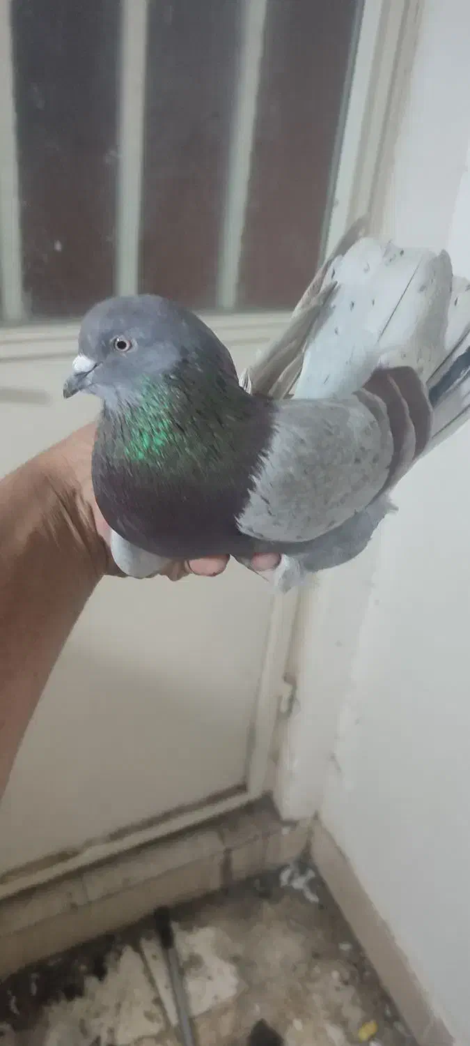 کفترگرو|پرنده|گرگان, |دیوار