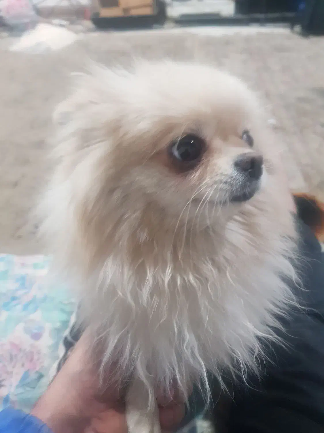 سگ پامر دوساله|سگ|رویان, |دیوار