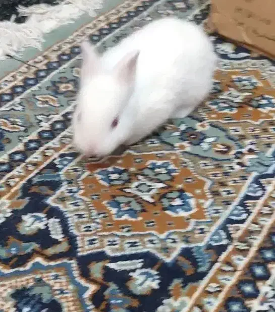 خرگوش|موش و خرگوش|بندر ماهشهر, |دیوار