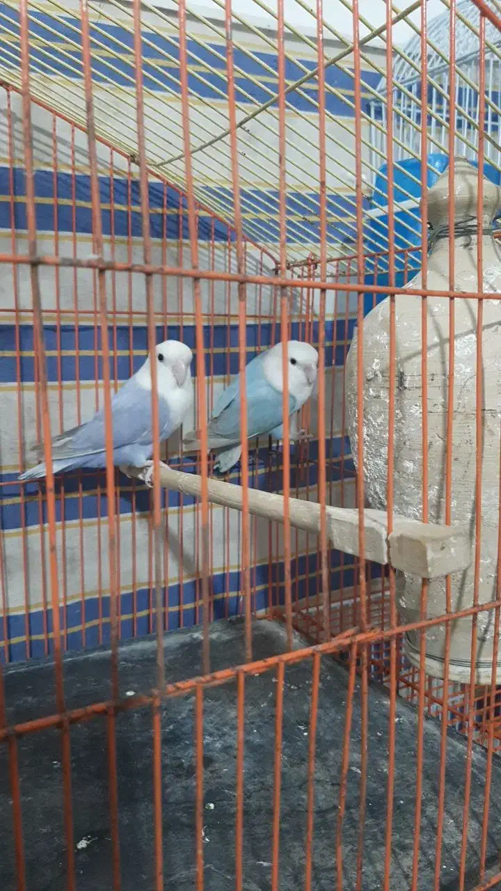 جفت کوتوله خوش رنگ|پرنده|بیرجند, |دیوار