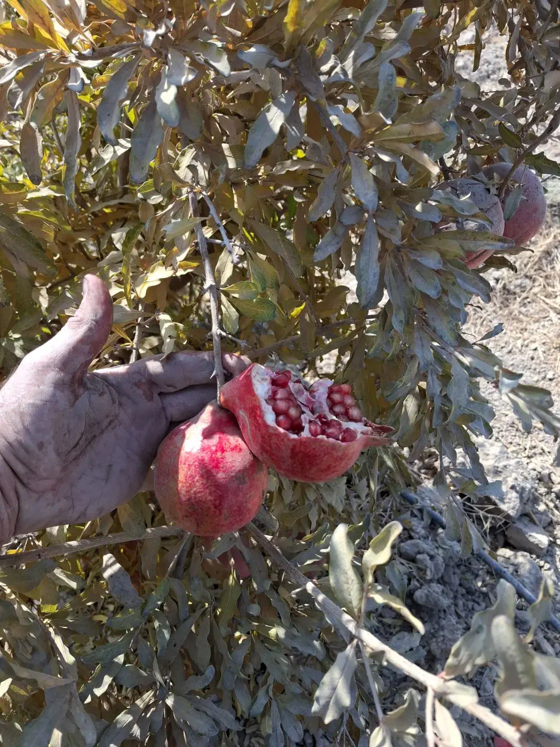 انار آبگیری و رب انار|خوردنی و آشامیدنی|جوادآباد, |دیوار