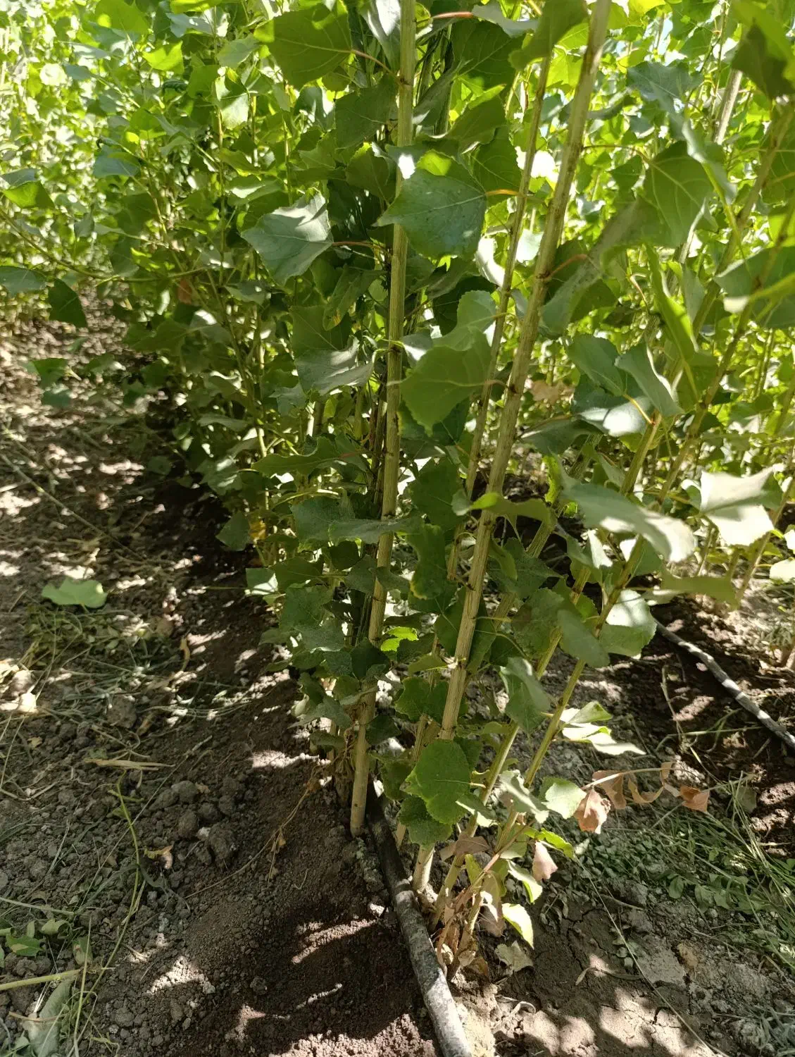 نهال سریع الرشد صنوبر نیگرا ترک امکان پرداخت درمحل|خدمات باغبانی و درختکاری|کرمان, |دیوار