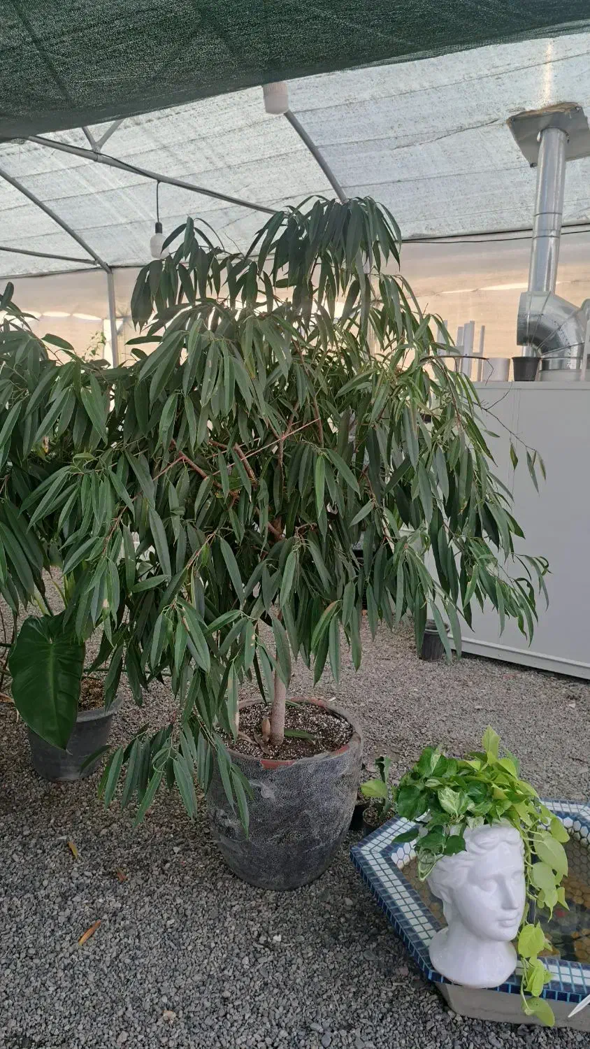 گل و گیاه تا ۴۰ درصد تخفیف|گل و گیاه طبیعی|مشهد, ولیعصر (شهرک غرب)|دیوار