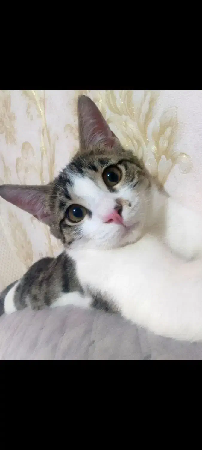 گربه واگذاری|گربه|کرج, خرمدشت|دیوار