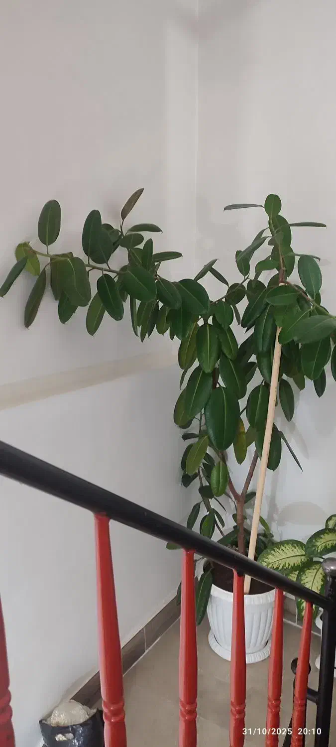 فروش گل بسیار بزرگ گوش فیل|گل و گیاه طبیعی|مهاباد (آذربایجان غربی), |دیوار