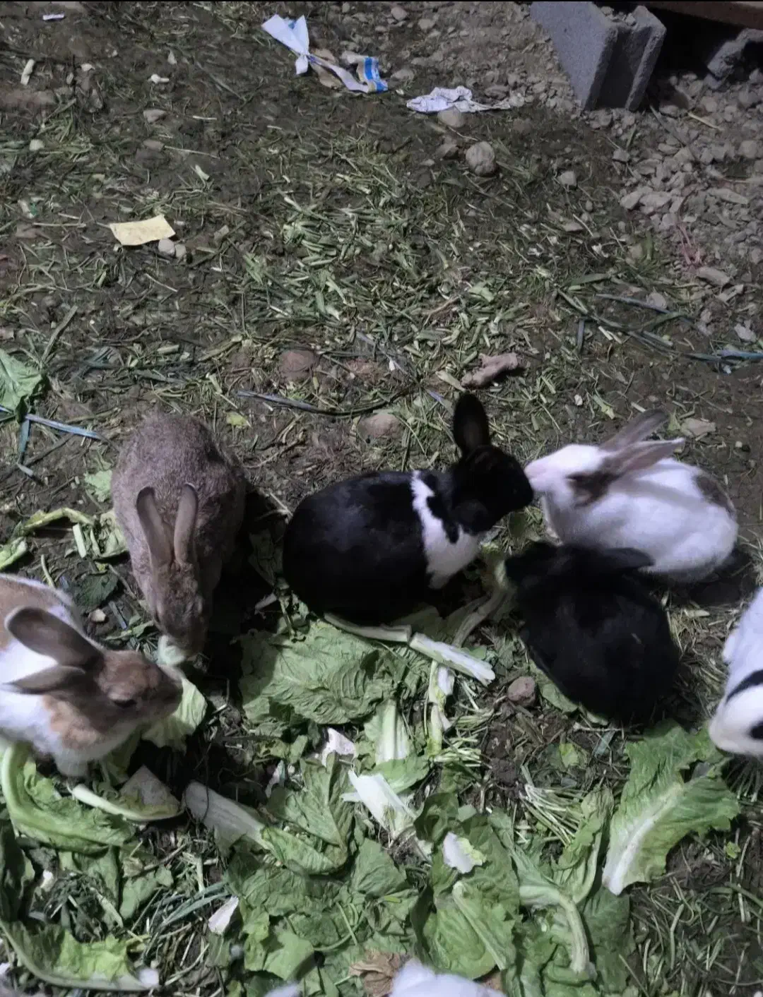 خرگوش|موش و خرگوش|مریوان, |دیوار