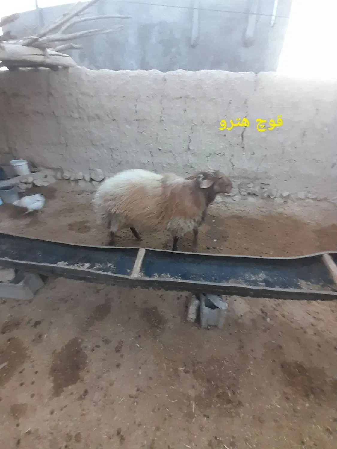 بره های ژن دار(همو وهترو)|حیوانات مزرعه|بجنورد, |دیوار