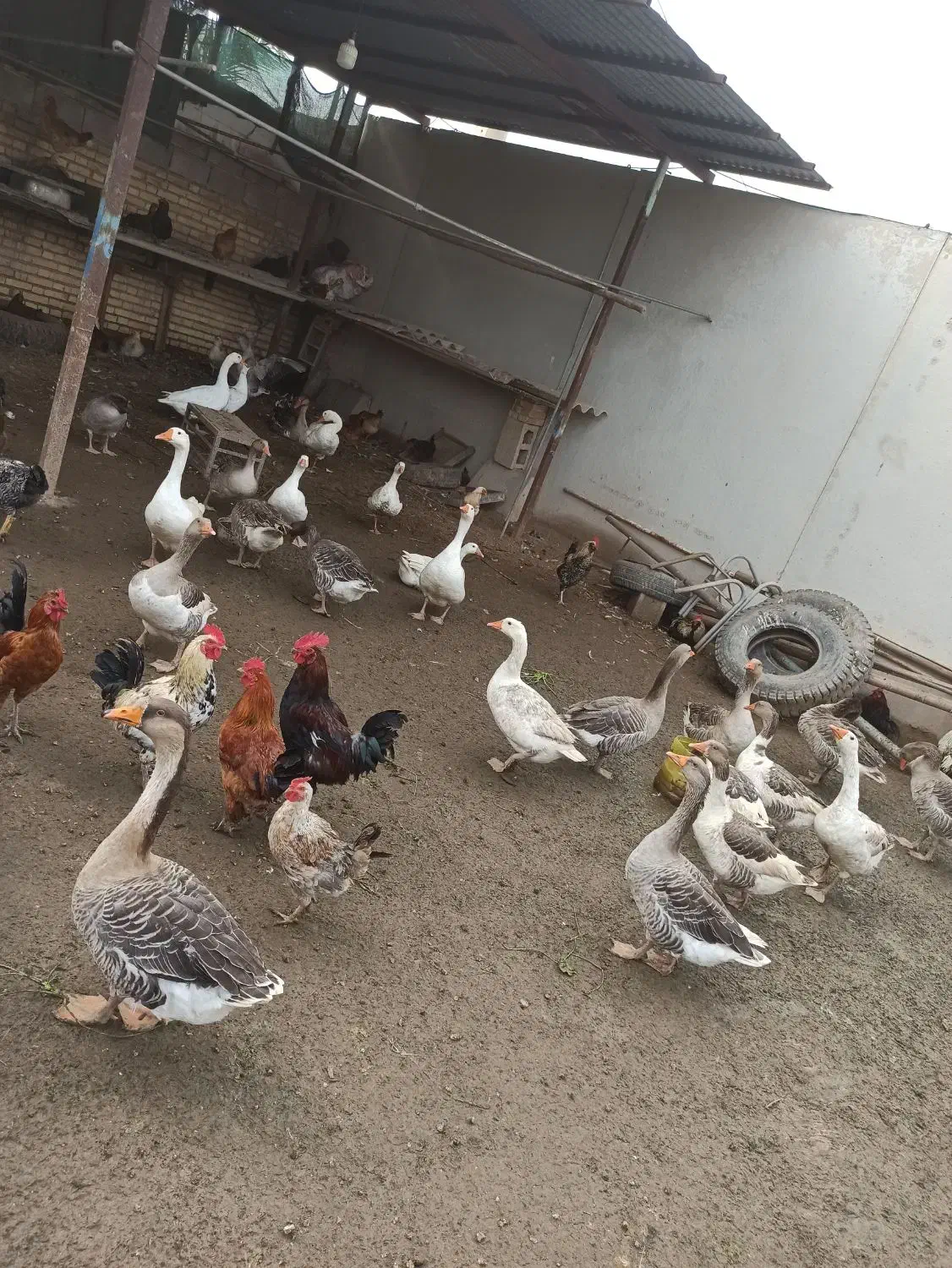 غاز|حیوانات مزرعه|آمل, |دیوار