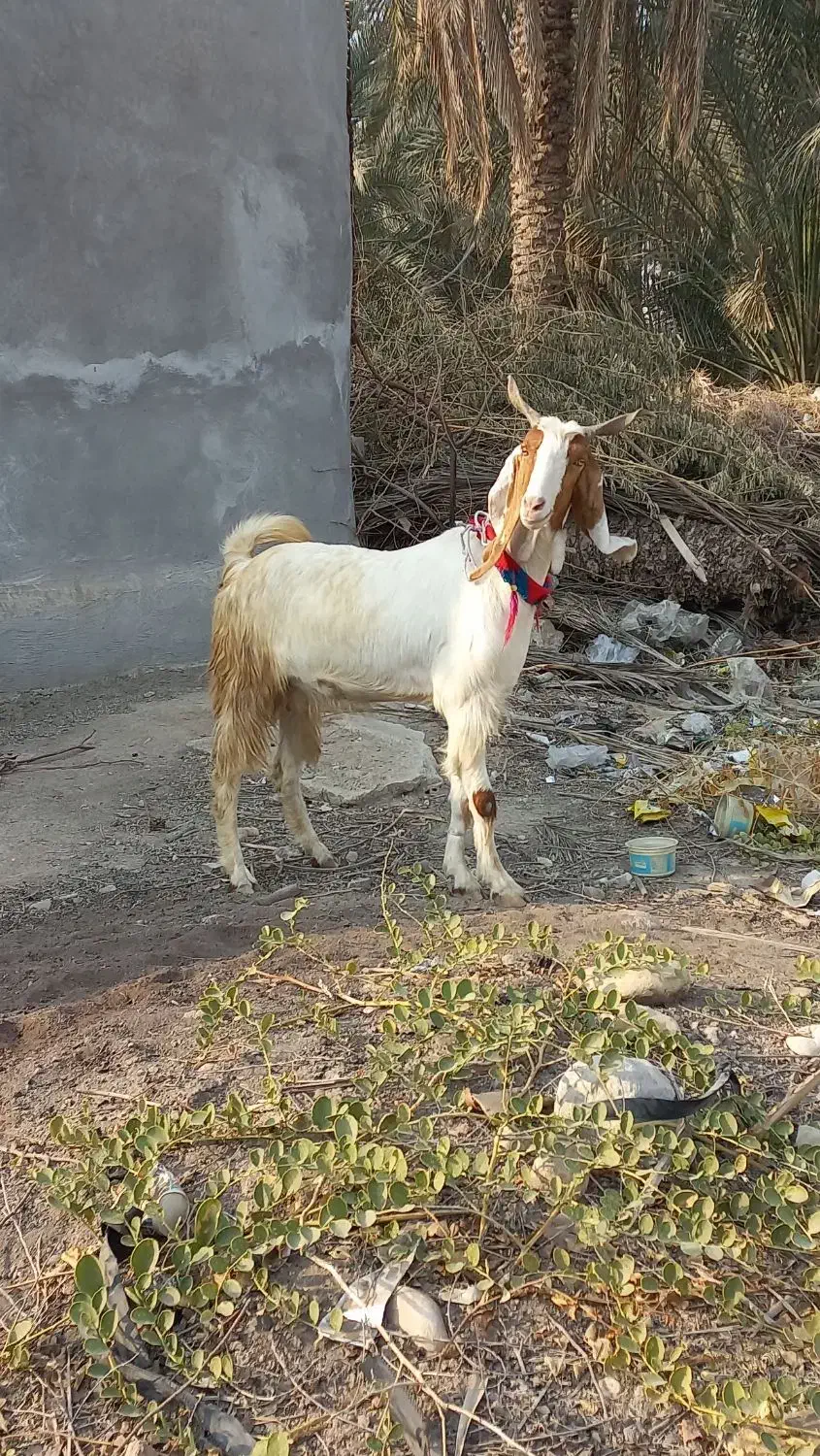 بز دورگ|حیوانات مزرعه|خورموج, |دیوار