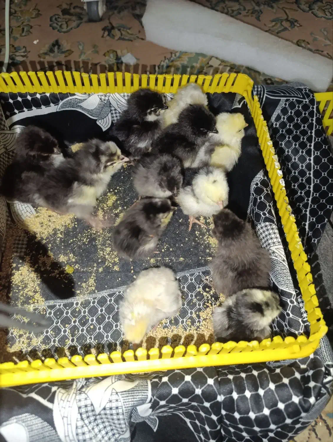 جوجه گلین با کیفیت چناران|حیوانات مزرعه|مشهد, شهرک امام هادی (شهرک غرب)|دیوار