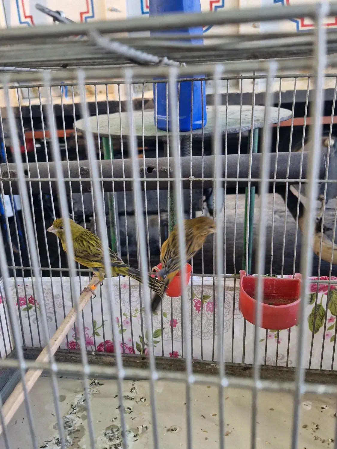 قناری نر و ماده|پرنده|شیراز, وزیرآباد|دیوار