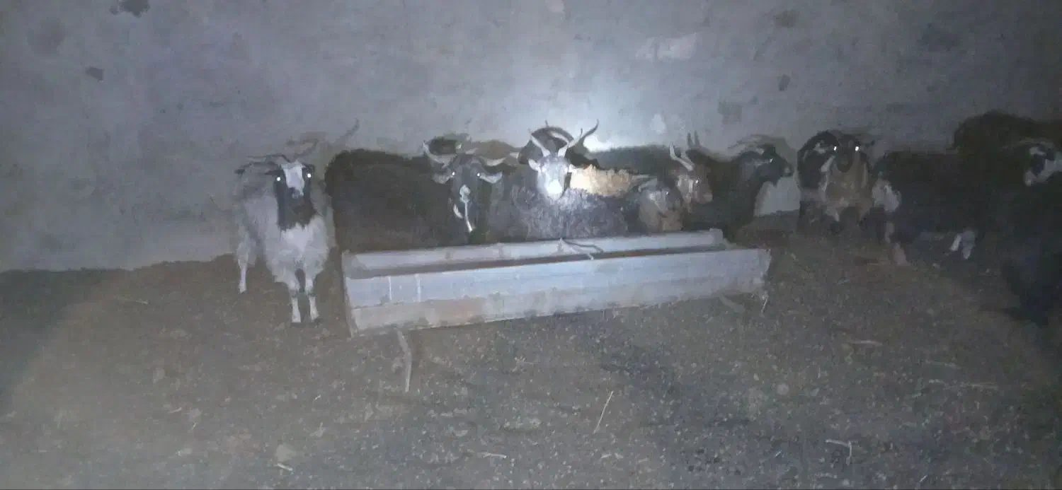 بز دورگ محلی ابستن|حیوانات مزرعه|جلگه ماژان, |دیوار