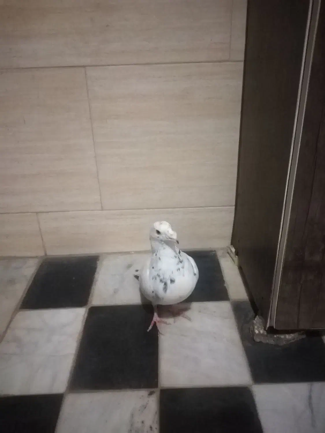 ساعت و کفتر معاوضه|ساعت دیواری و تزئینی|قائن, |دیوار