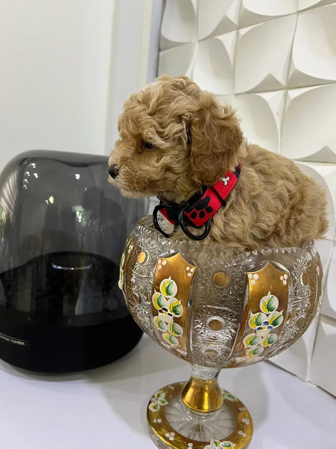 توی پودل دو ماهه|سگ|اسالم, |دیوار