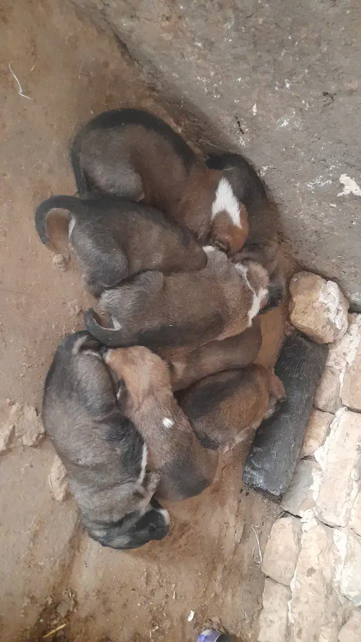 توله گله ای|سگ|تربت جام, حافظ|دیوار