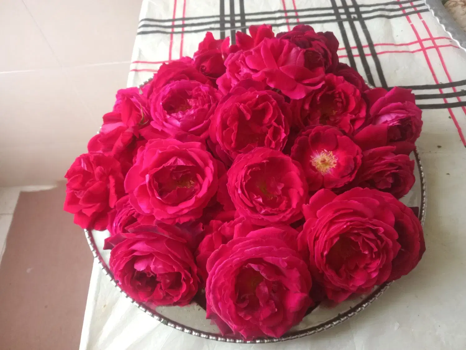 گل رز|گل و گیاه طبیعی|باغ ملک, |دیوار