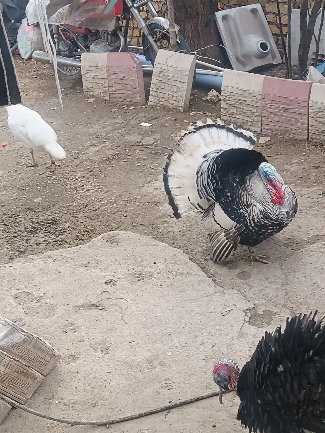 بوقلمون|حیوانات مزرعه|مانه, |دیوار