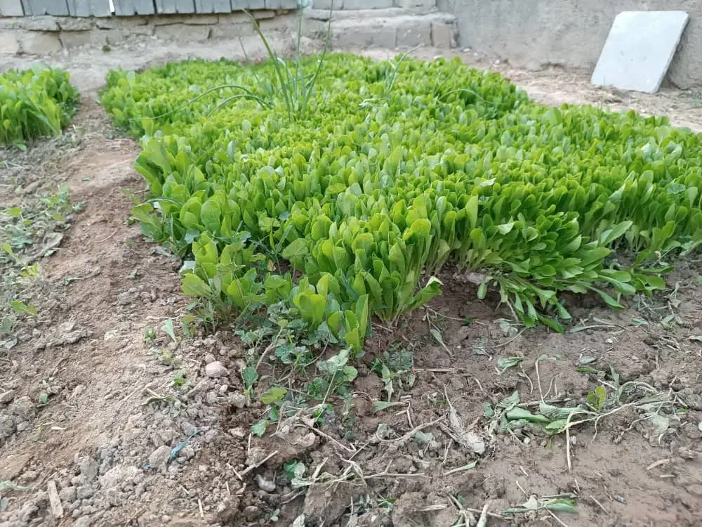 نشا کاهو|گل و گیاه طبیعی|دهدشت, |دیوار