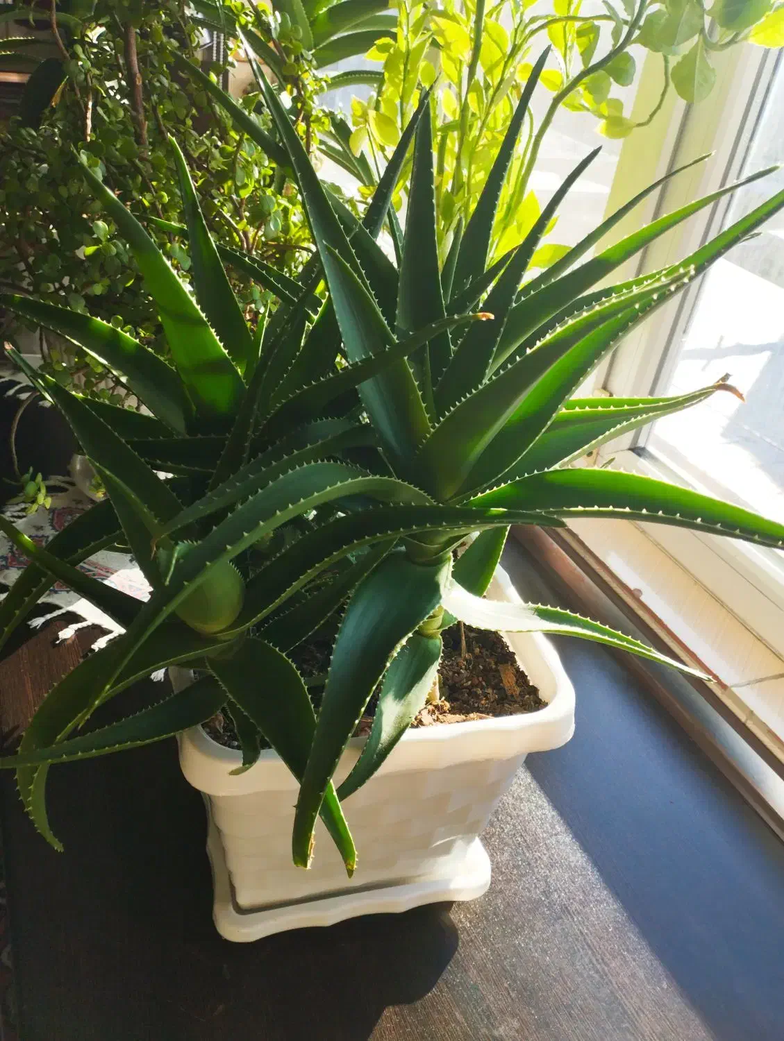 گل و گیاه|گل و گیاه طبیعی|ملایر, |دیوار