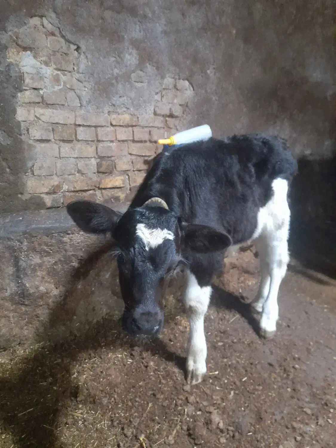 گوساله نر شیر خوار|حیوانات مزرعه|مهربان, |دیوار