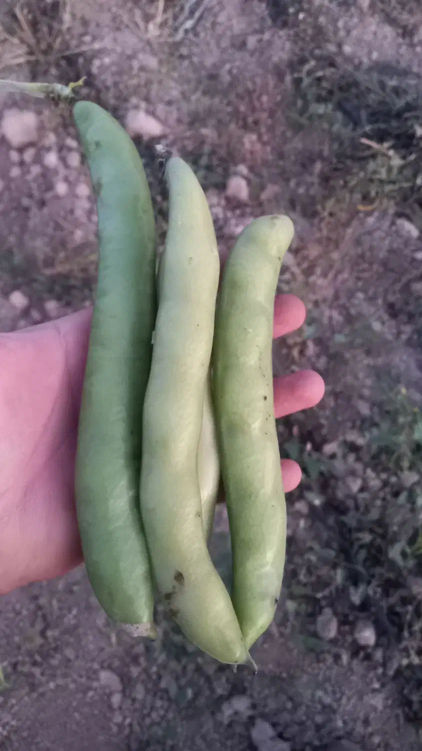 فروش ۳ تن باقلا رقم هیستال و برکت|خوردنی و آشامیدنی|داراب, |دیوار