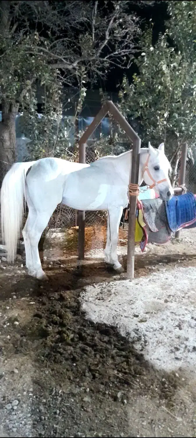 سیلمی|اسب و تجهیزات اسبسواری|اردبیل, |دیوار