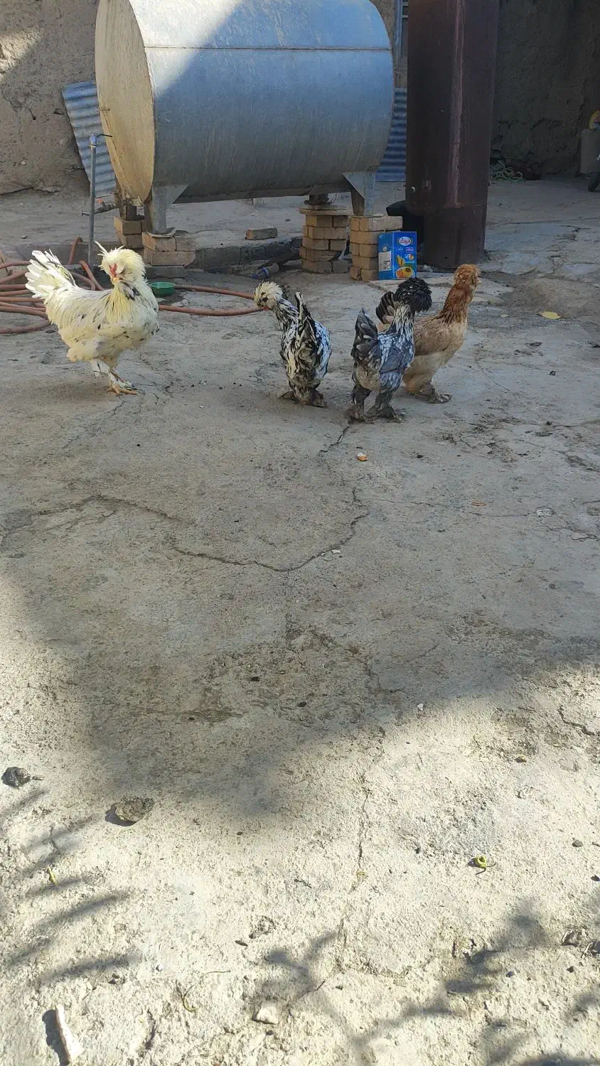 مرغ و خروس سلطان|حیوانات مزرعه|ملایر, |دیوار