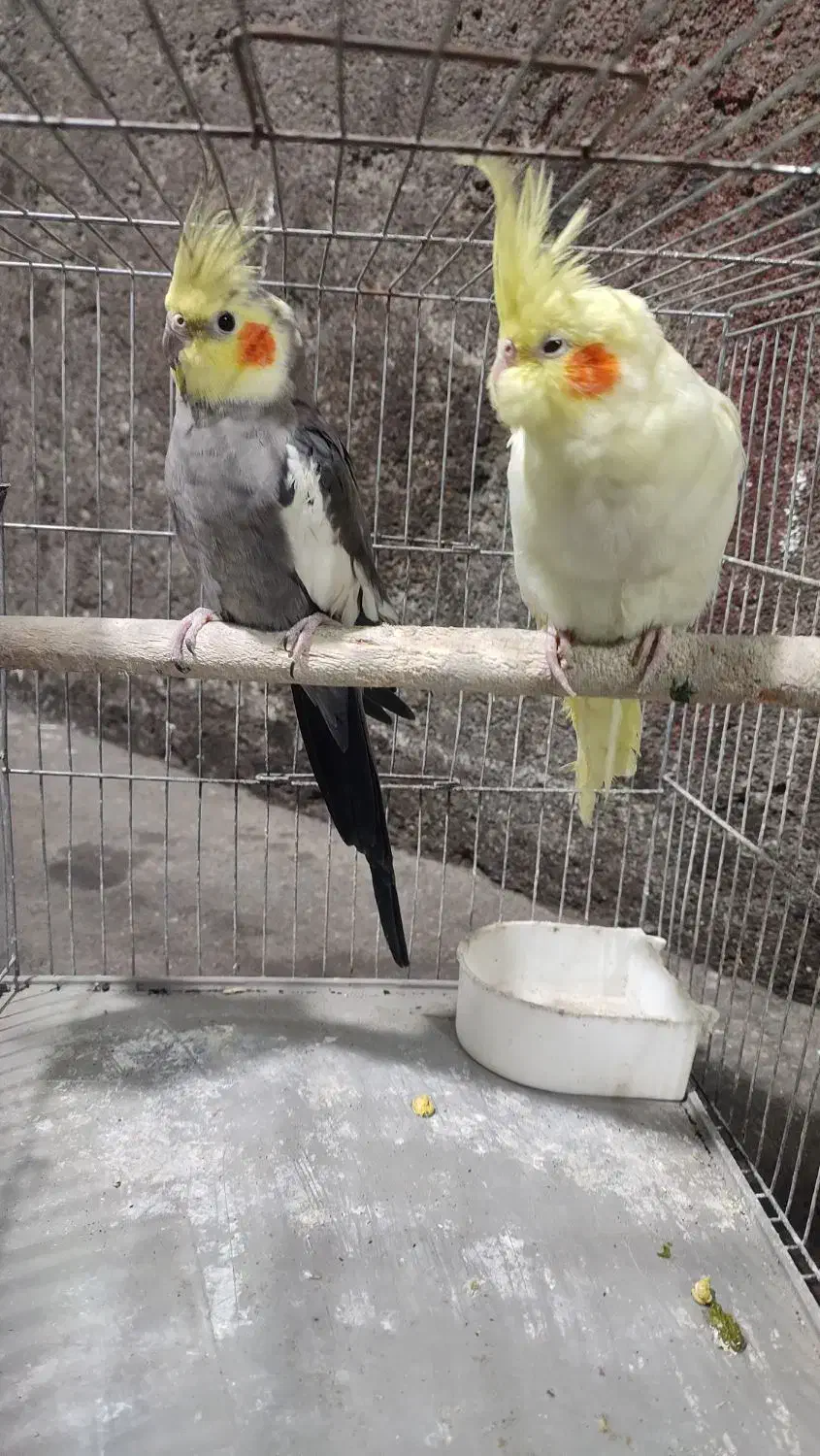 عروس هلندی|پرنده|ماسال, |دیوار